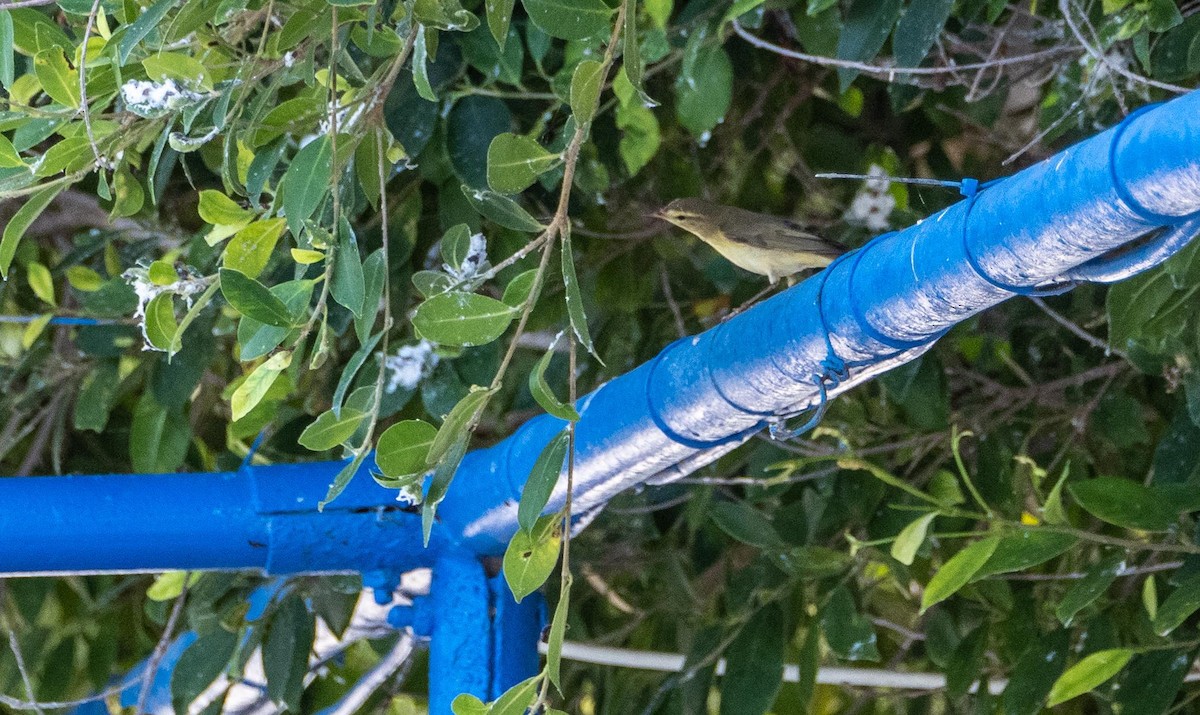 Willow Warbler - ML645528516