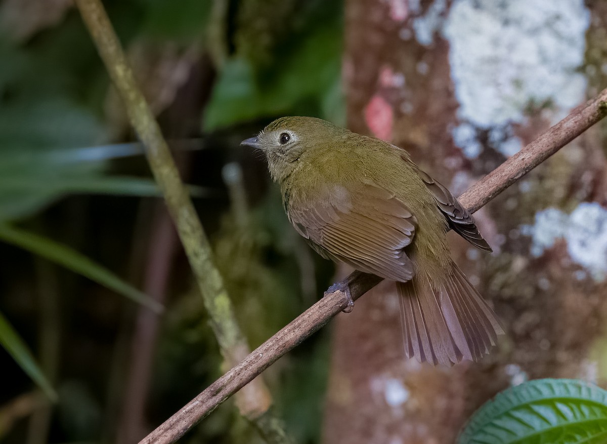 Greenish Schiffornis - ML645528518
