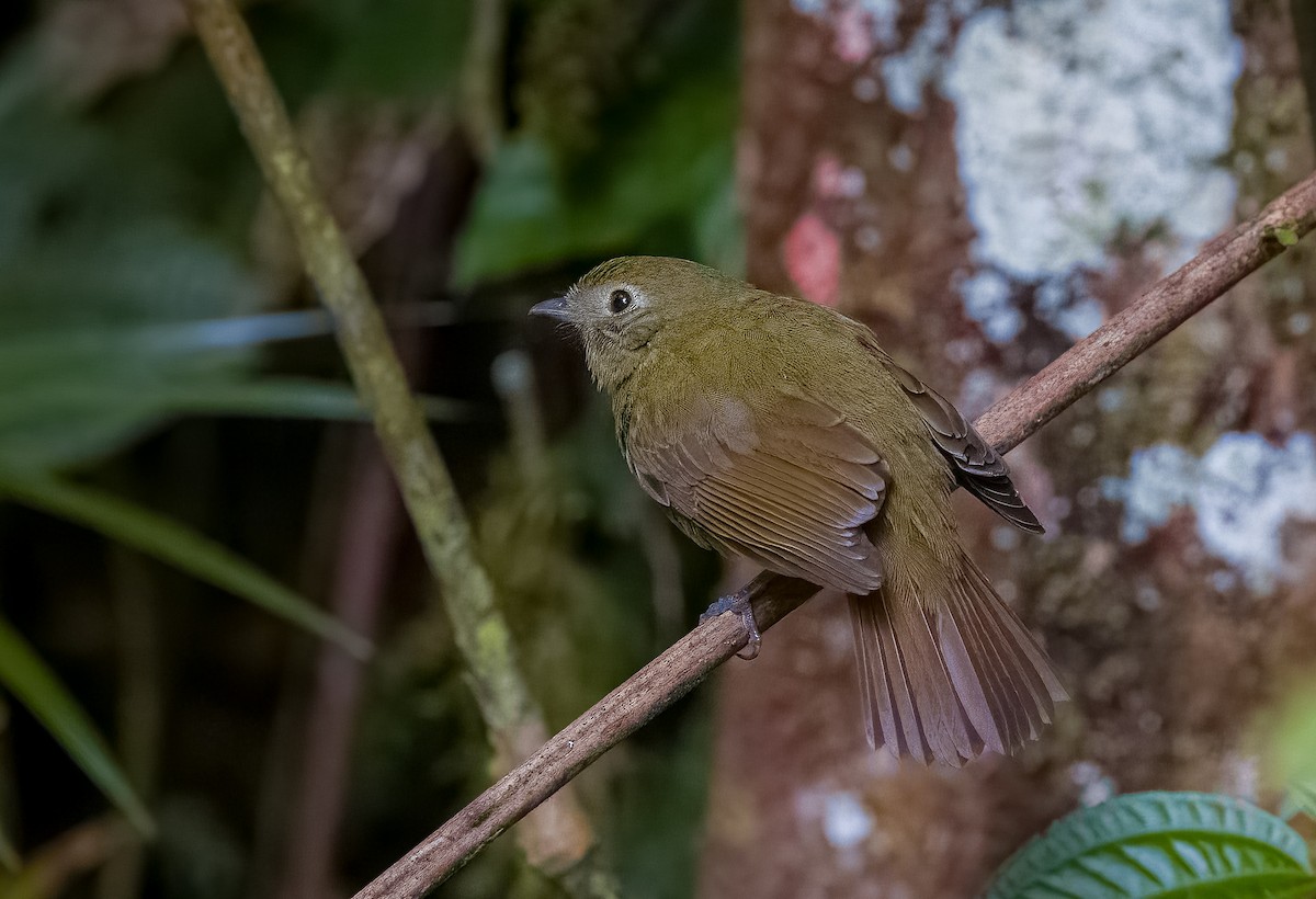 Greenish Schiffornis - ML645528519