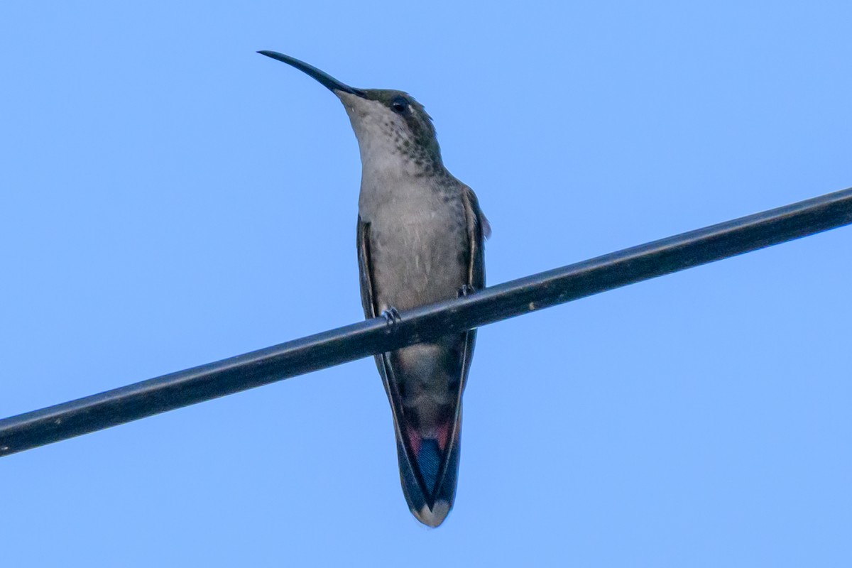 Hispaniolan Mango - ML645528520