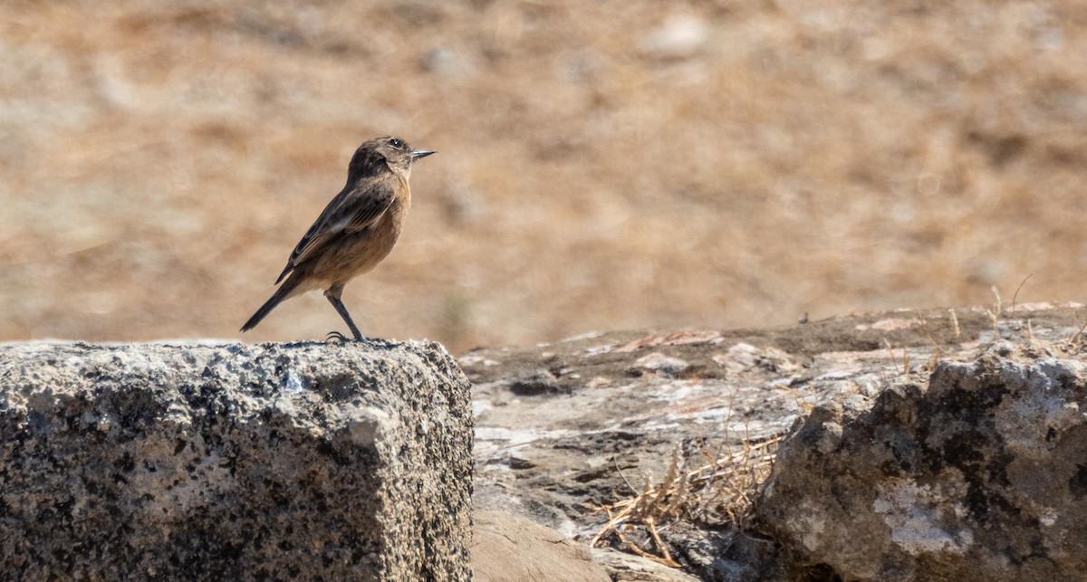 European Stonechat - ML645528526