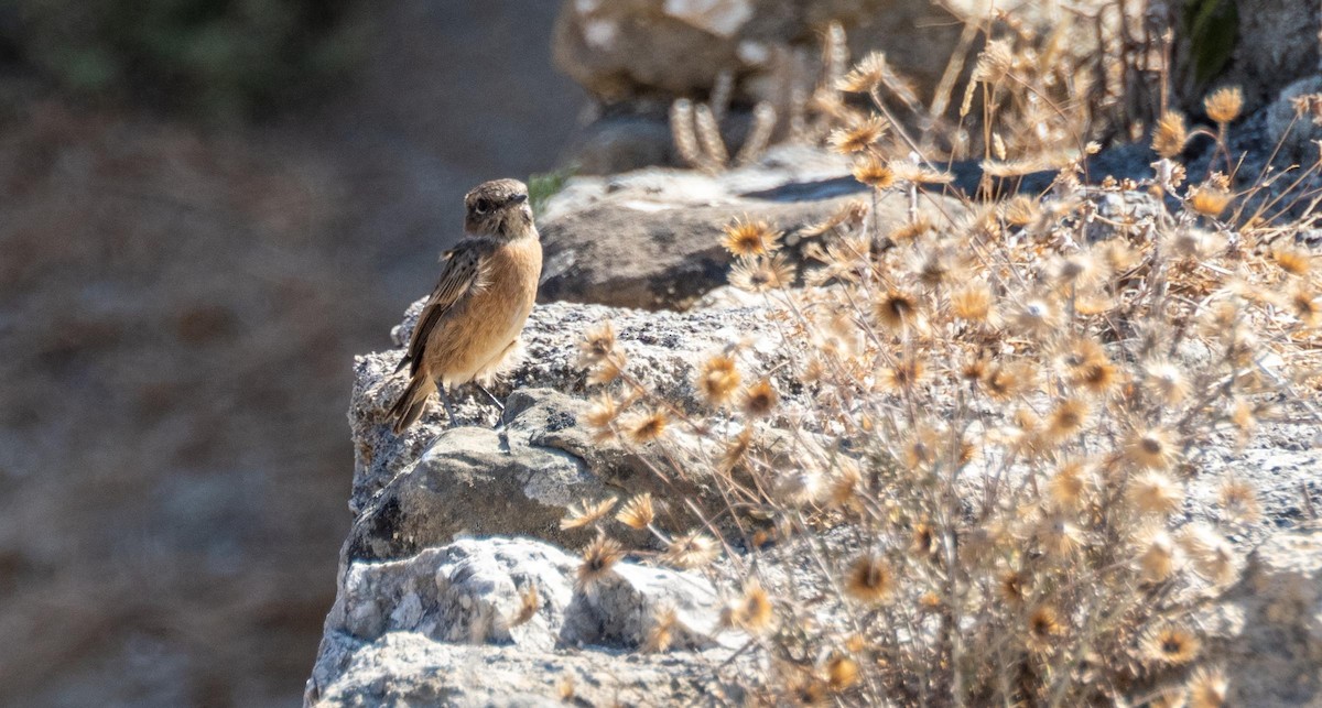 European Stonechat - ML645528527