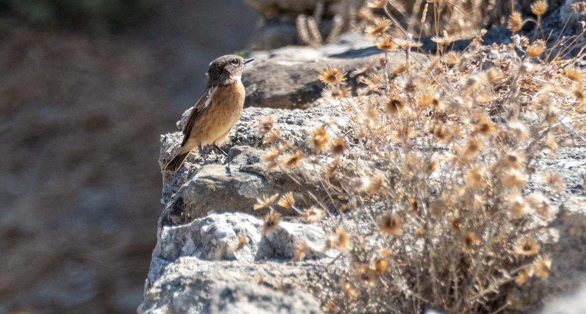 European Stonechat - ML645528528