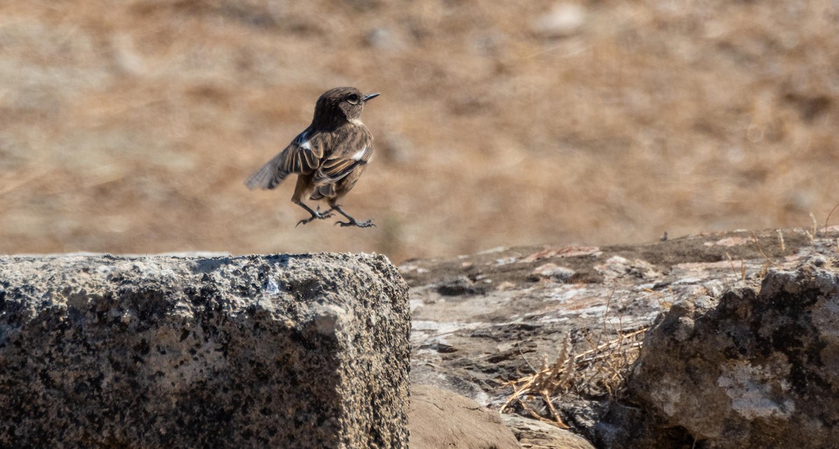 European Stonechat - ML645528531