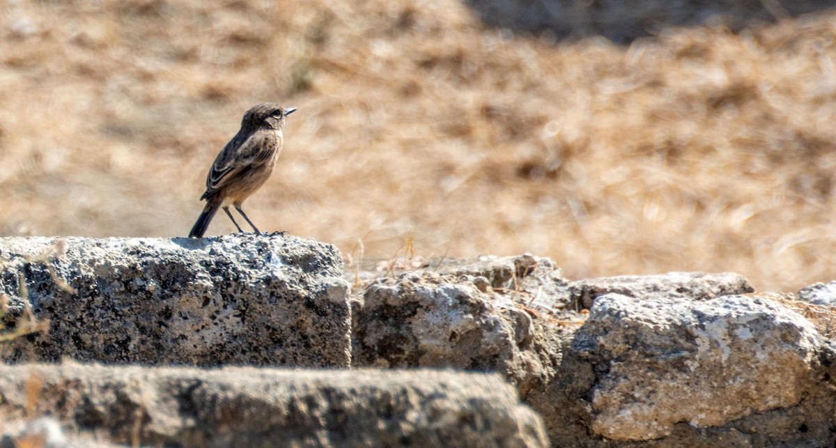 European Stonechat - ML645528532