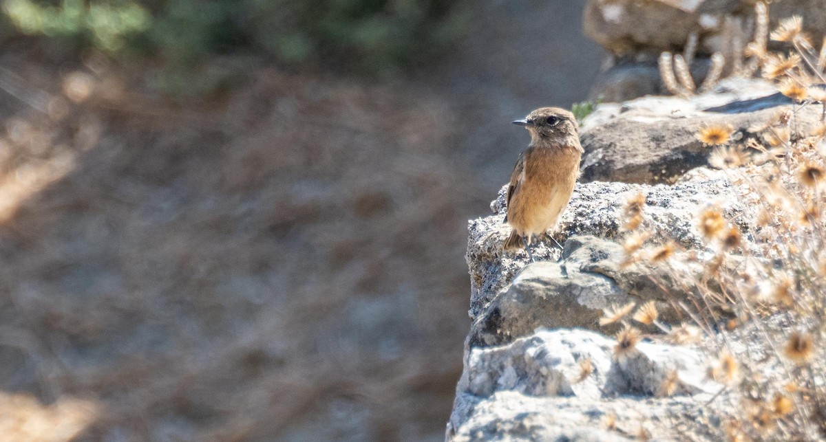 European Stonechat - ML645528533