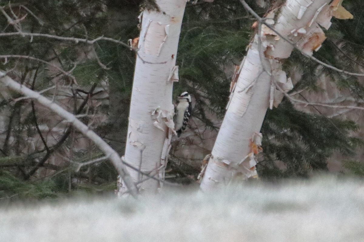Downy Woodpecker (Eastern) - ML645528536
