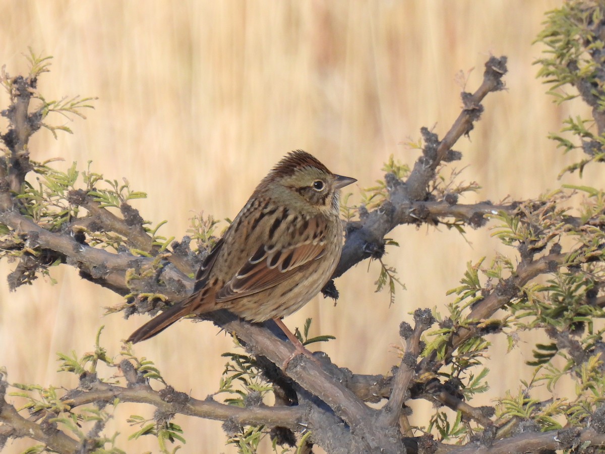 strnadec pruhohlavý - ML645528539