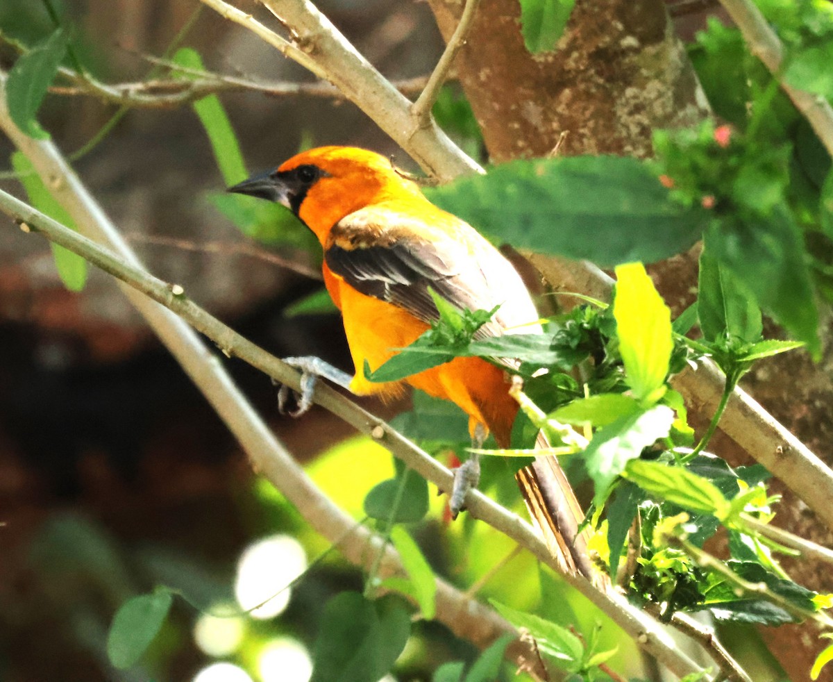 Altamira Oriole - ML645528542