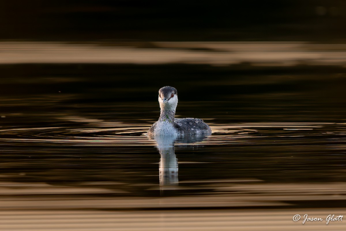 Horned Grebe - ML645528545