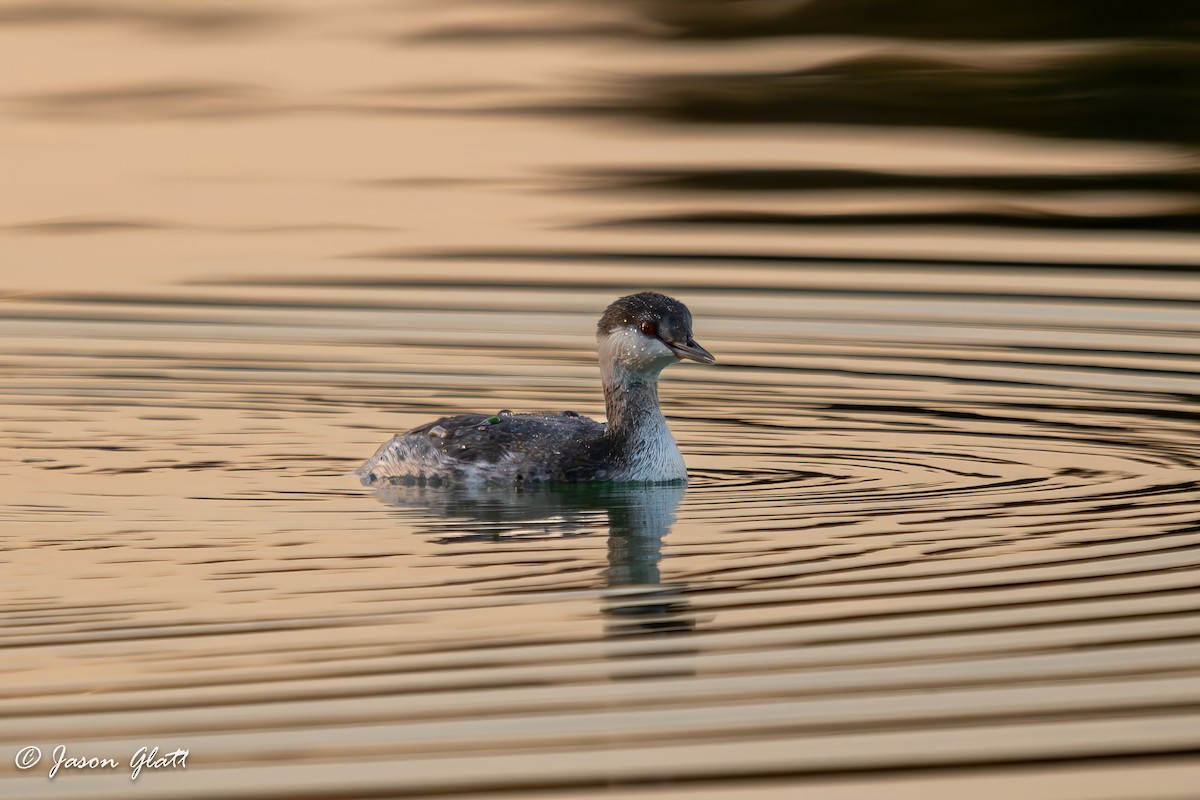 Horned Grebe - ML645528549