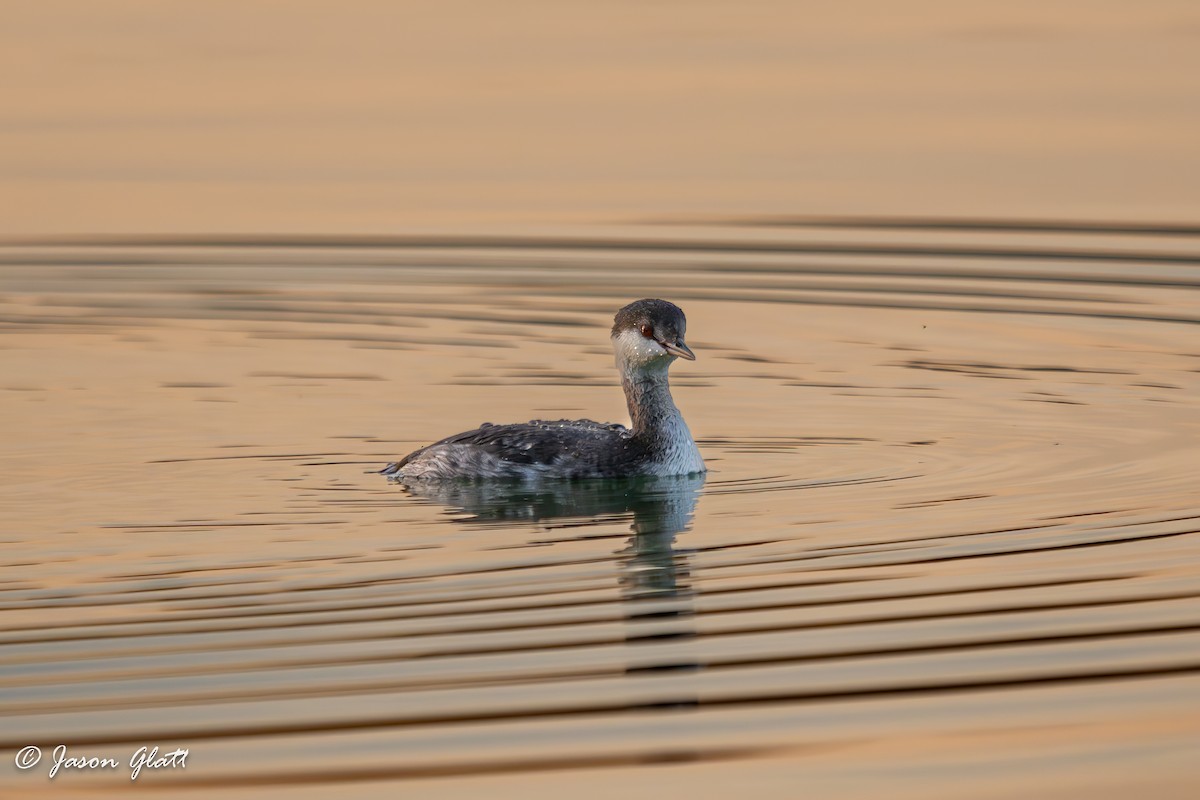 Horned Grebe - ML645528550