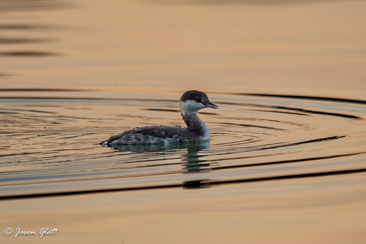 Horned Grebe - ML645528551