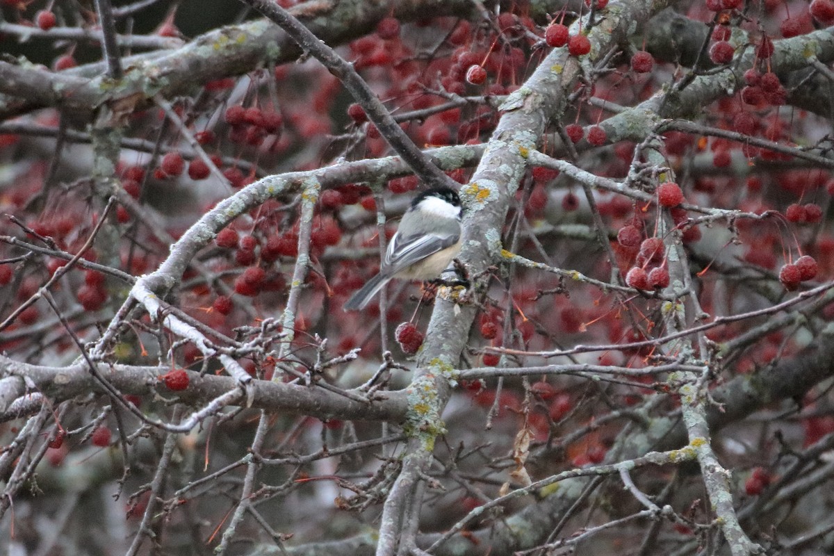Black-capped Chickadee - ML645528552