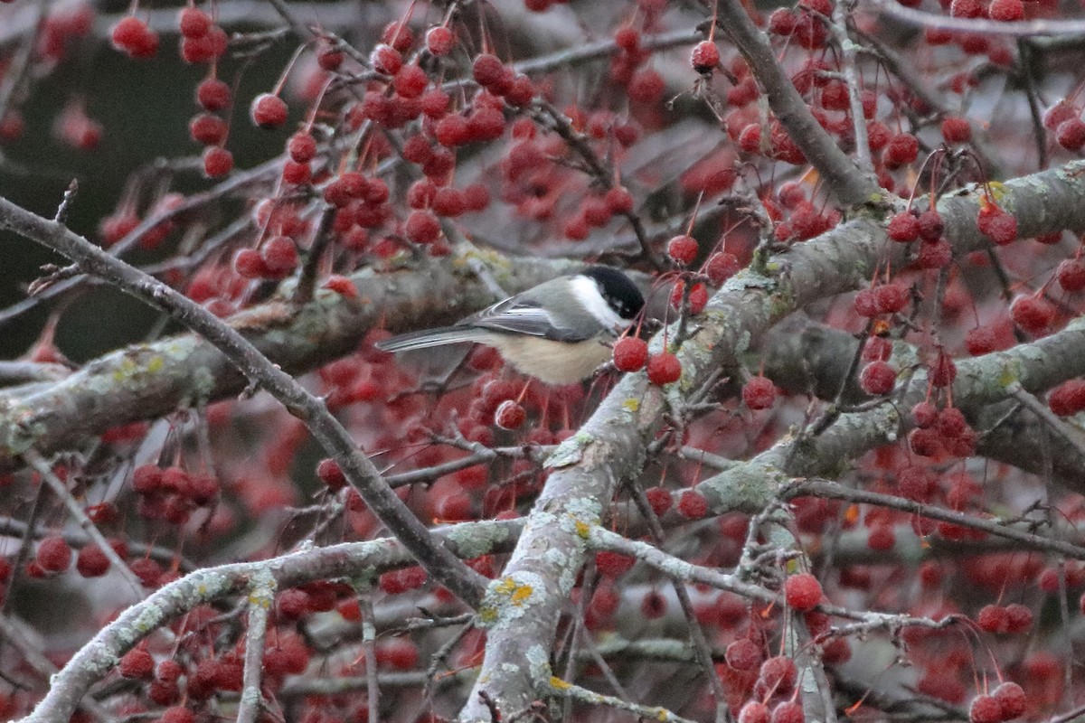 Black-capped Chickadee - ML645528554
