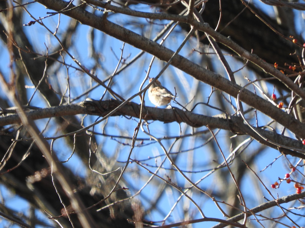 Clay-colored Sparrow - ML645528555