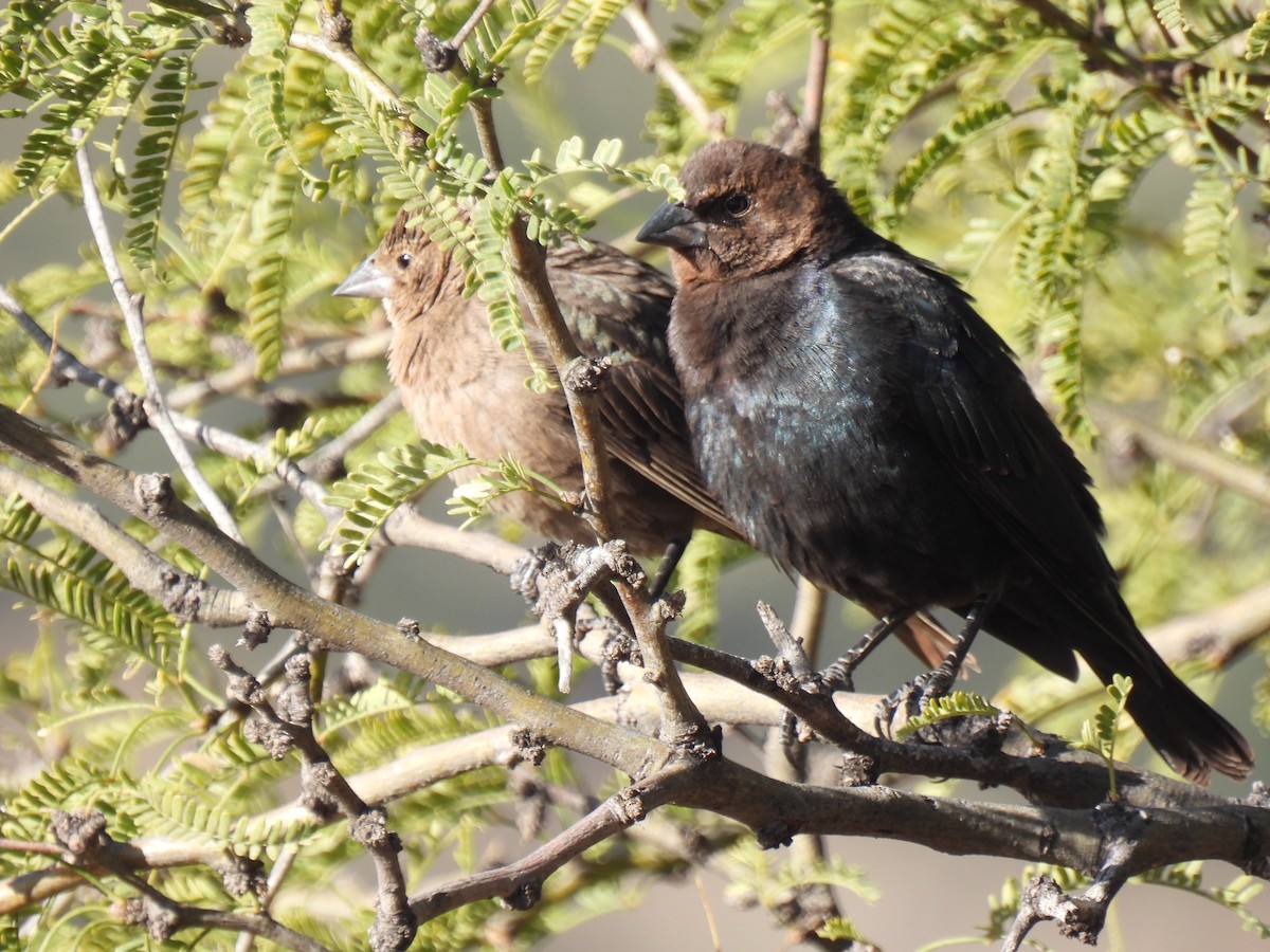 Brown-headed Cowbird - ML645528556