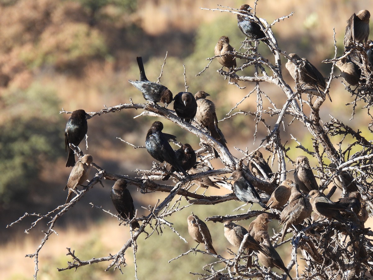 Brown-headed Cowbird - ML645528557