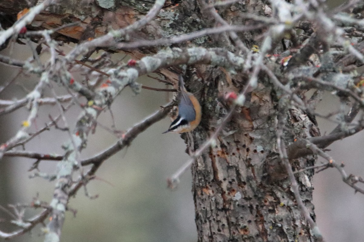 Red-breasted Nuthatch - ML645528563