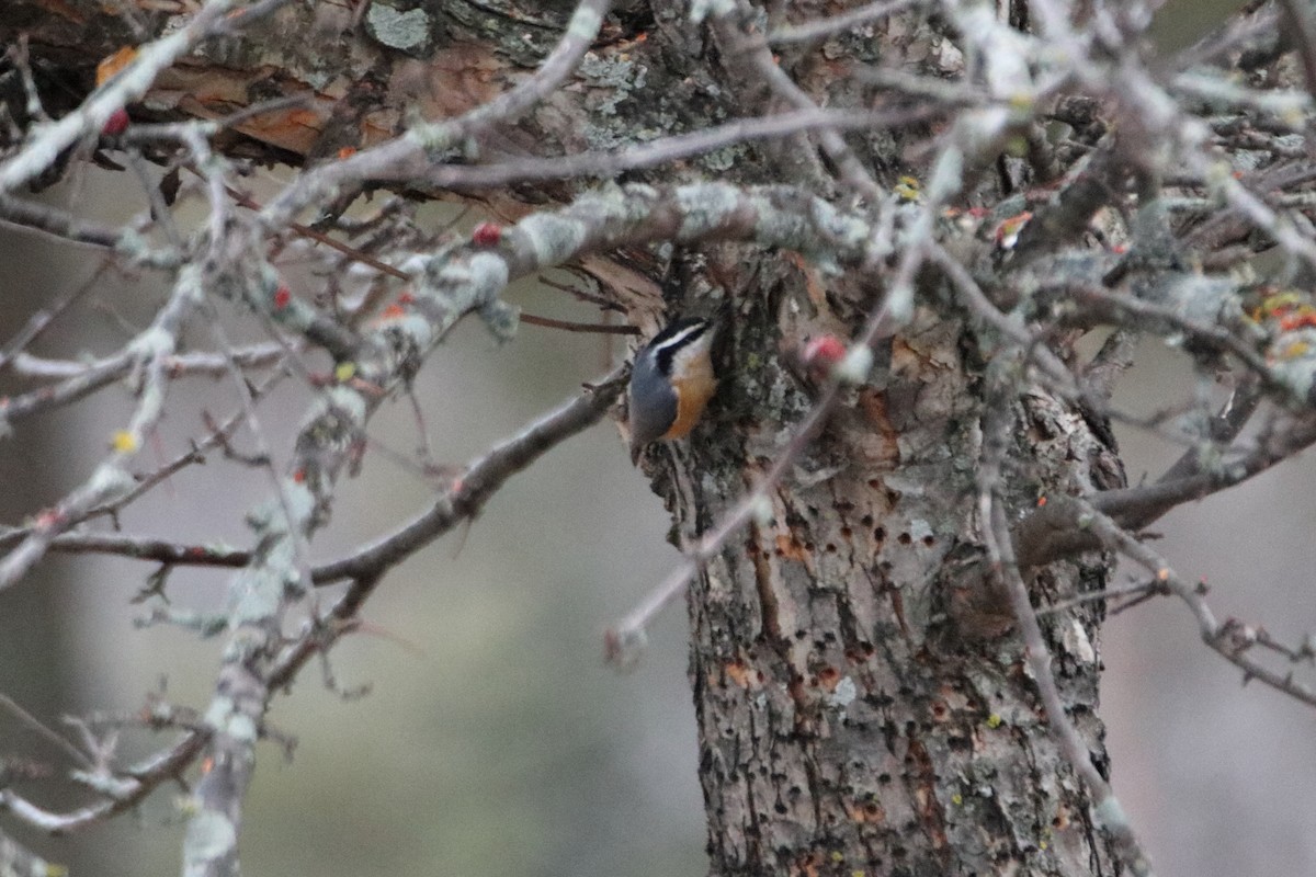 Red-breasted Nuthatch - ML645528569