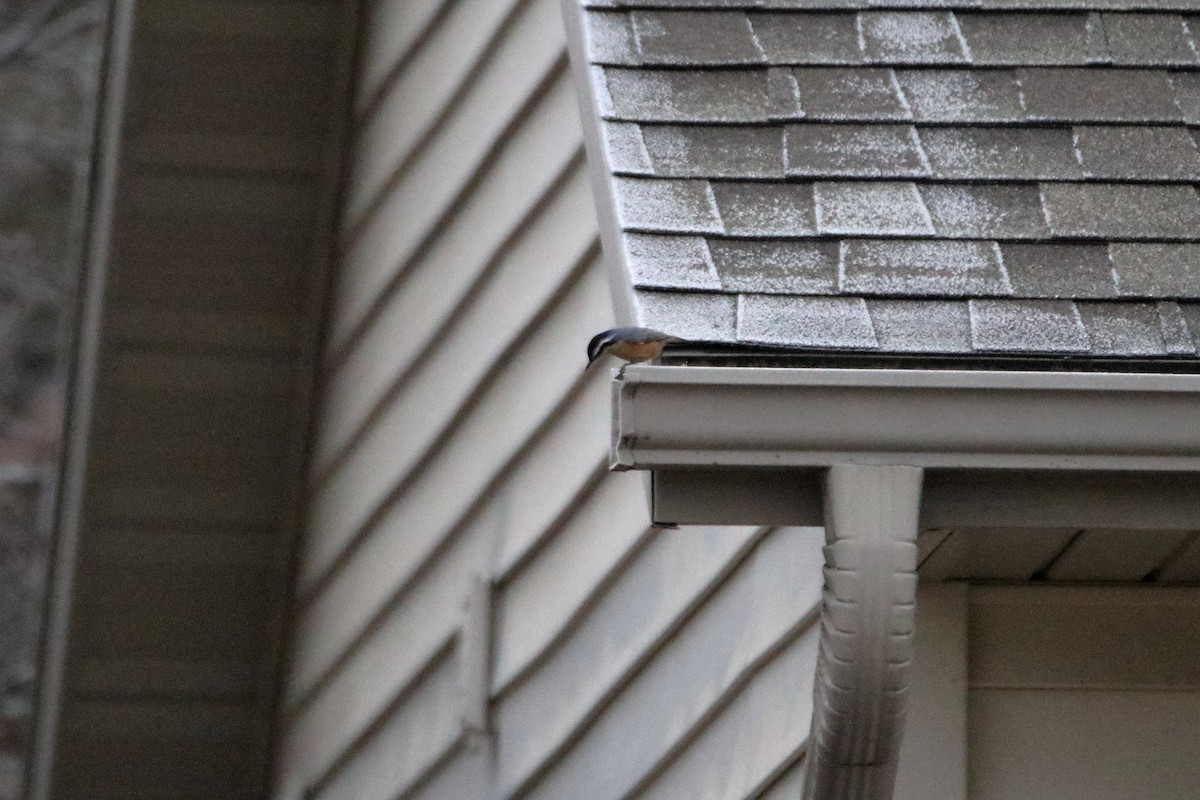 Red-breasted Nuthatch - ML645528573