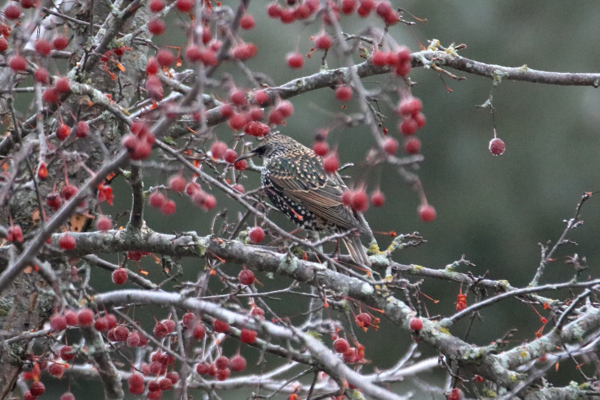 European Starling - ML645528574