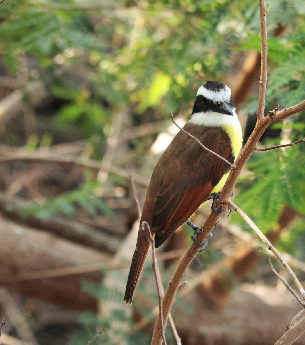 Great Kiskadee - ML645528575