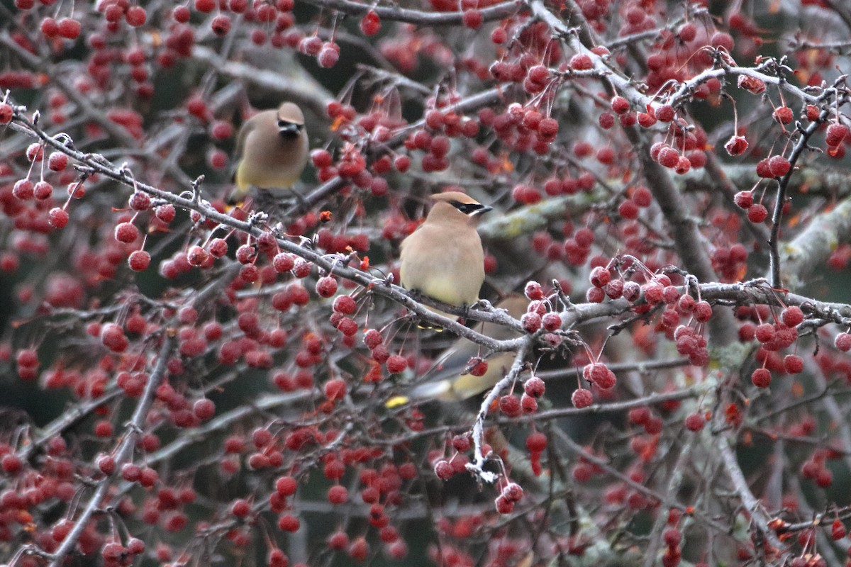 Cedar Waxwing - ML645528579