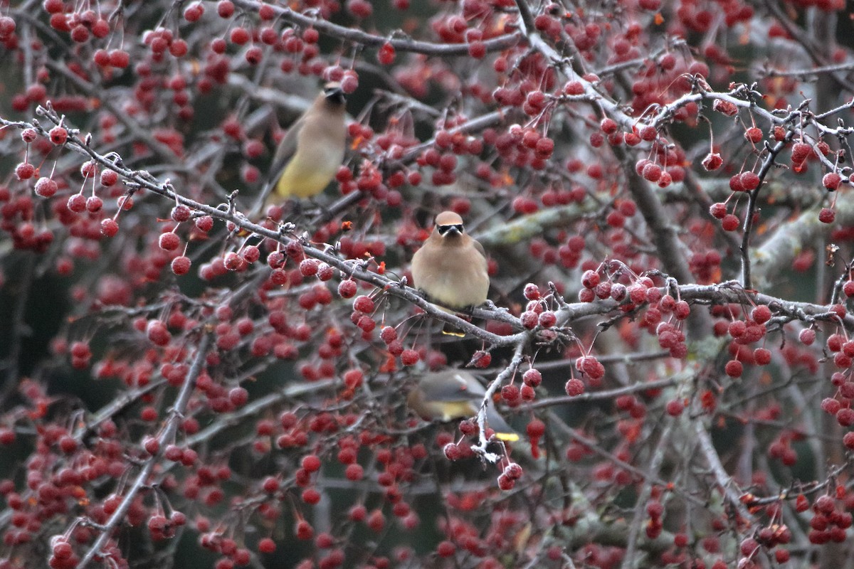 Cedar Waxwing - ML645528583
