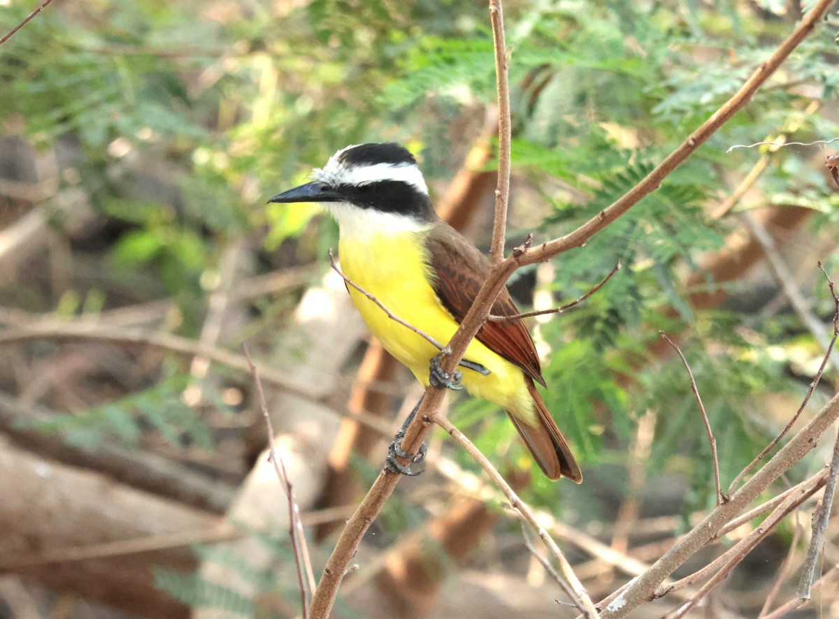 Great Kiskadee - ML645528585