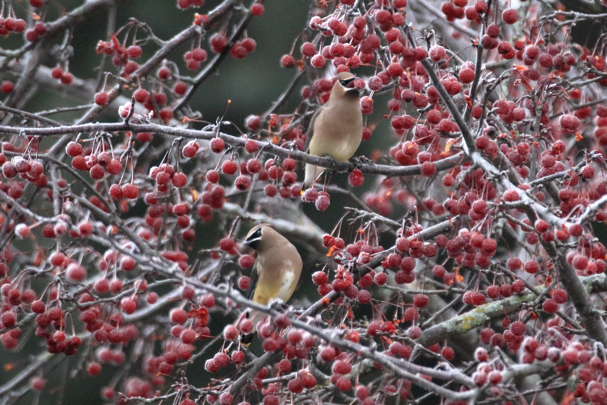Cedar Waxwing - ML645528587