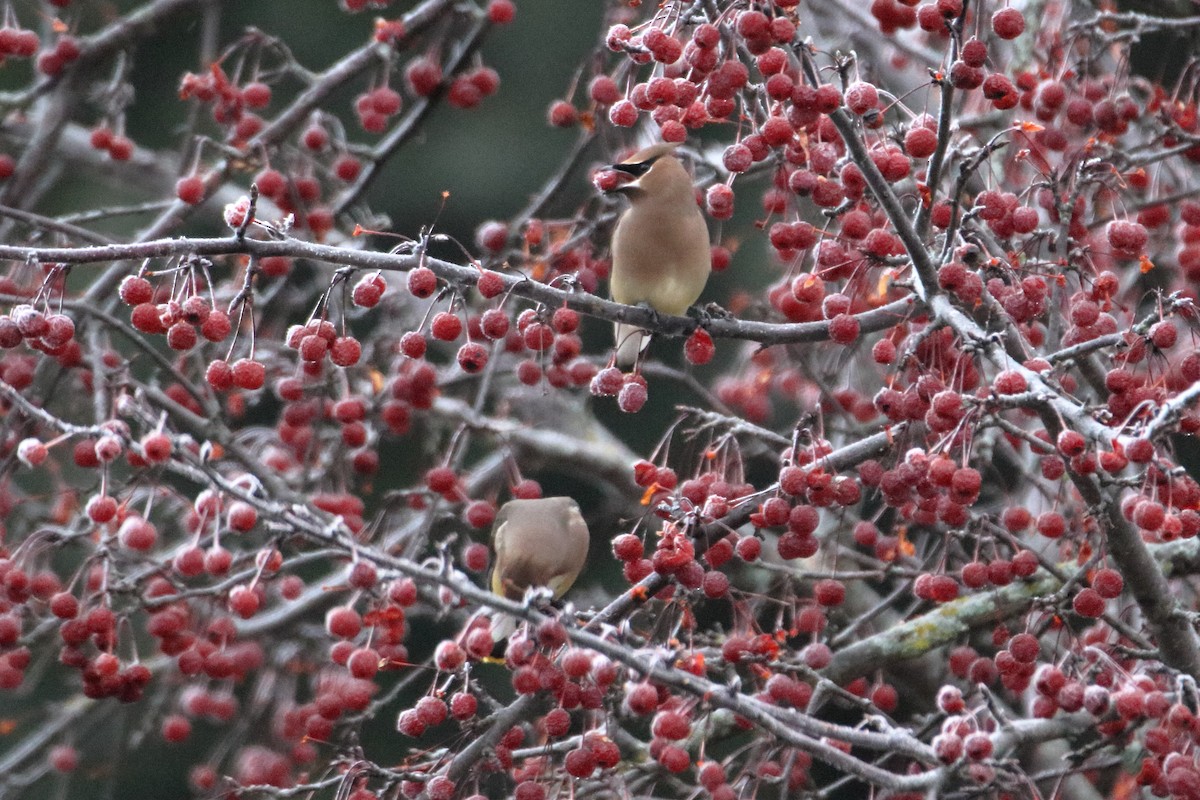 Cedar Waxwing - ML645528589