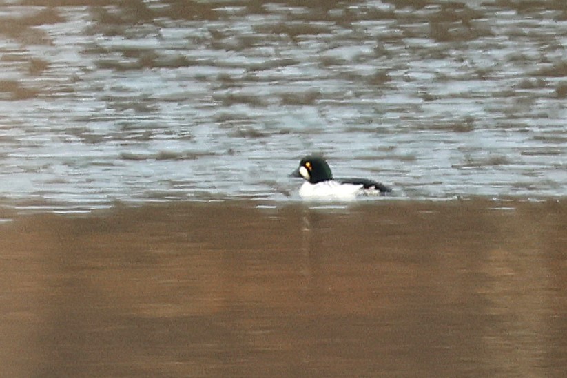 Common Goldeneye - ML645528599