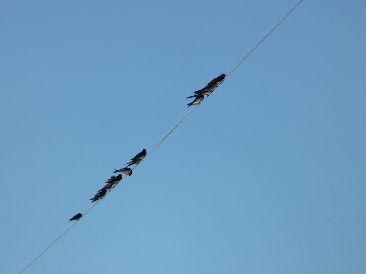 Gray-breasted Martin - ML645528600