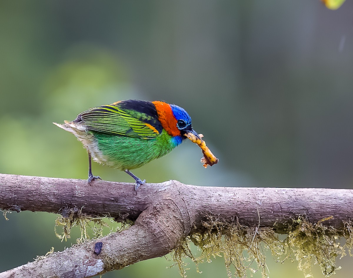 Red-necked Tanager - ML645528602