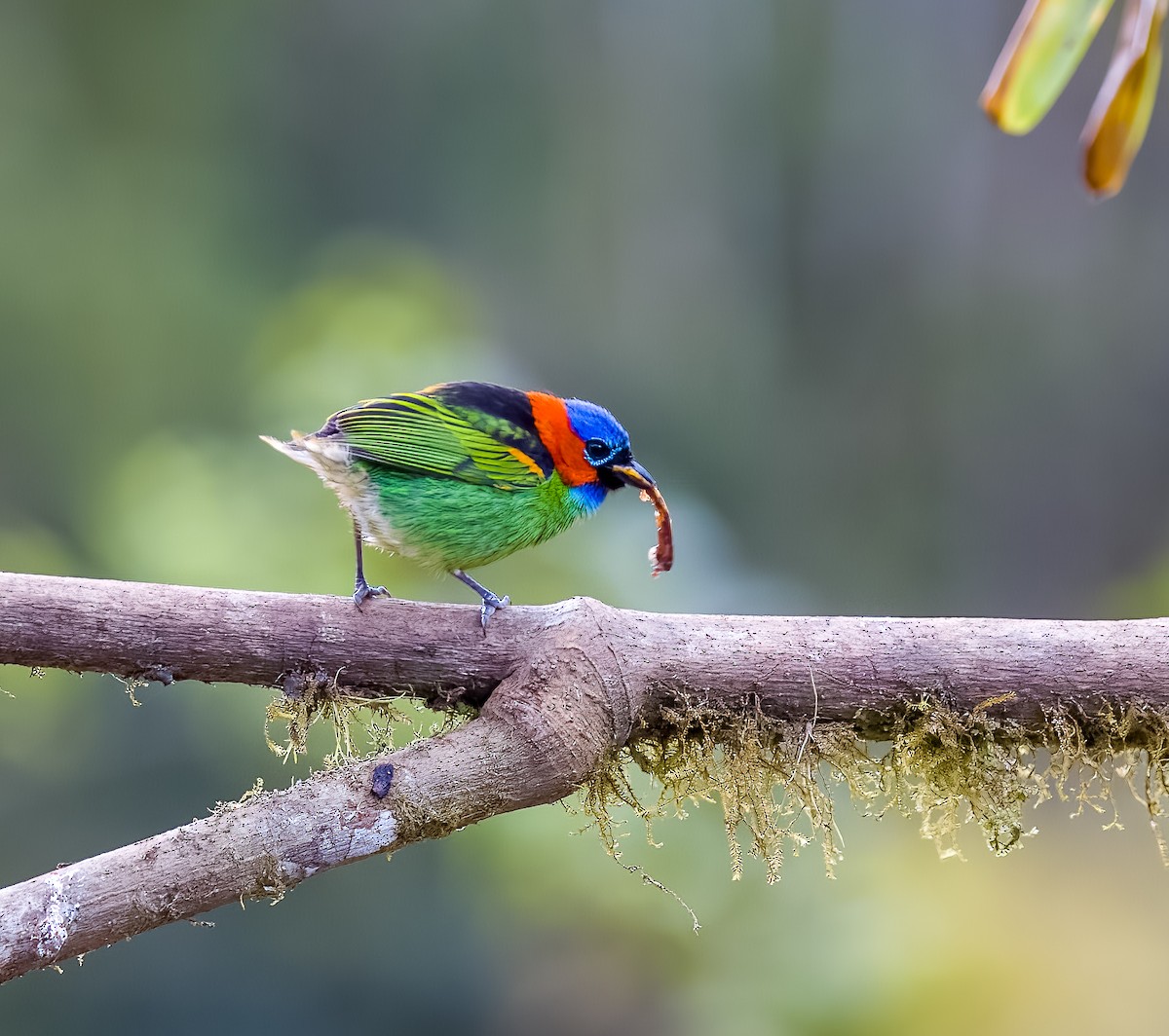 Red-necked Tanager - ML645528603