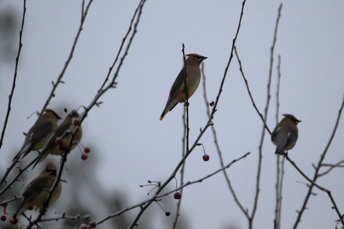 Cedar Waxwing - ML645528604