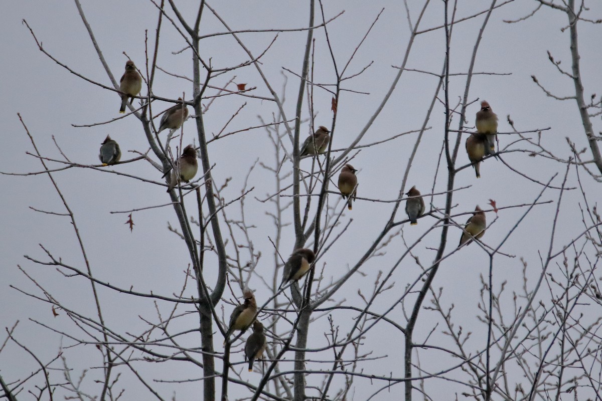 Cedar Waxwing - ML645528608