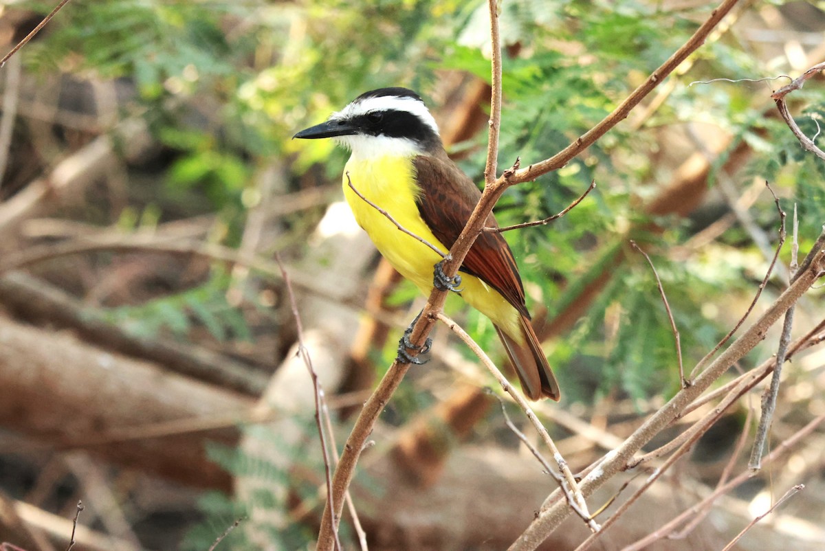 Great Kiskadee - ML645528610