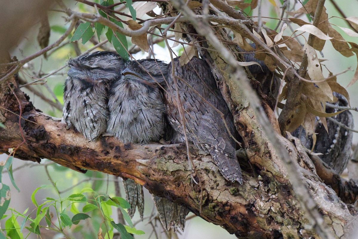 Tawny Frogmouth - ML645528611
