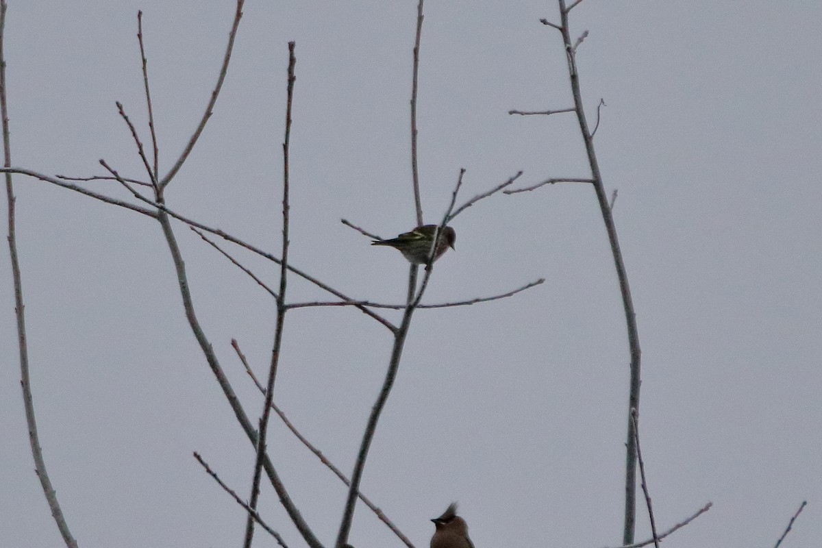 Pine Siskin - ML645528613