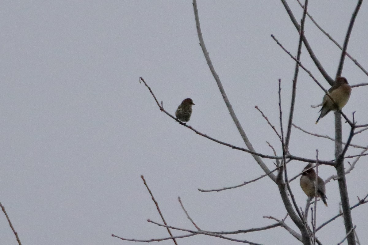 Pine Siskin - ML645528616