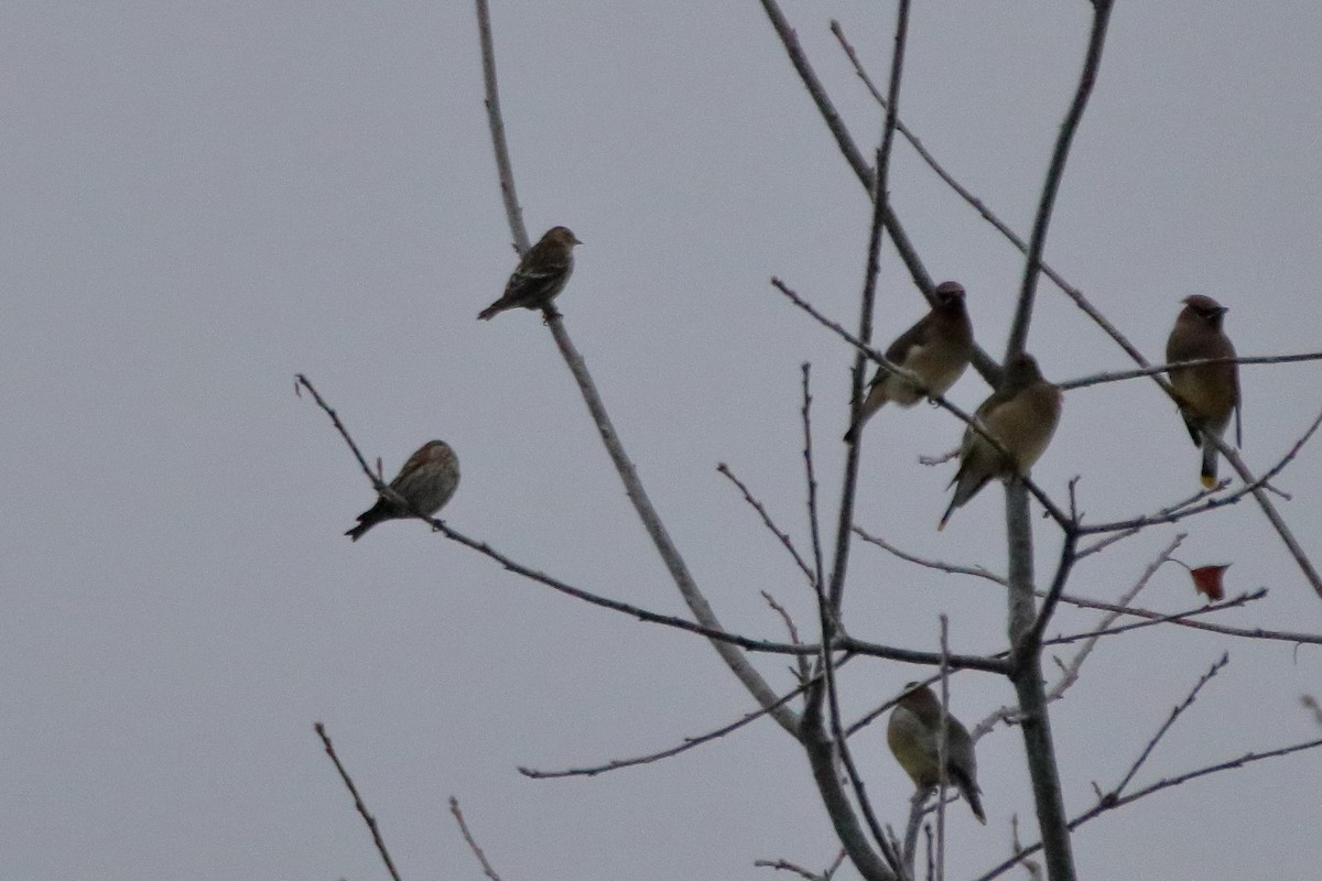 Pine Siskin - ML645528619