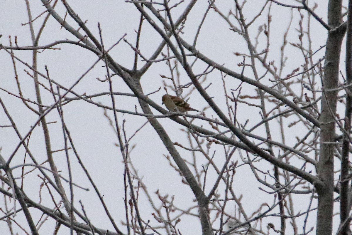 American Goldfinch - ML645528626