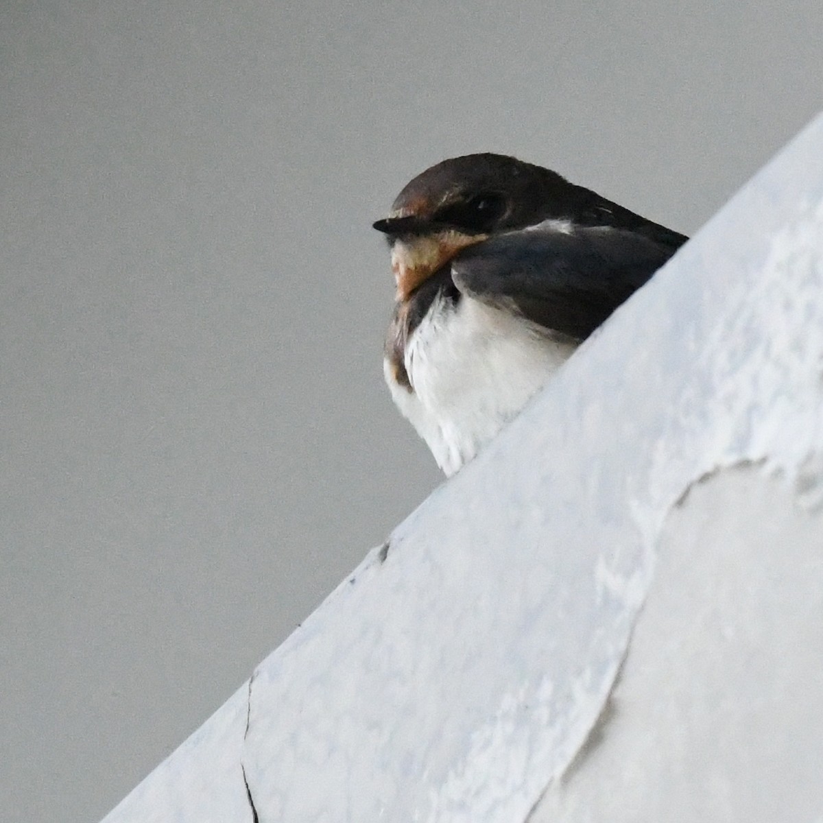 Ластівка сільська - ML645528628