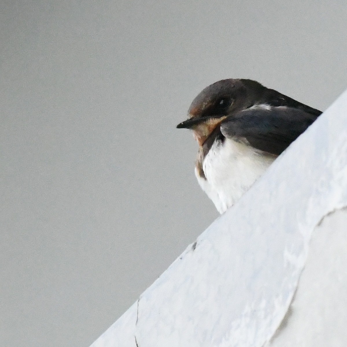 Ластівка сільська - ML645528629