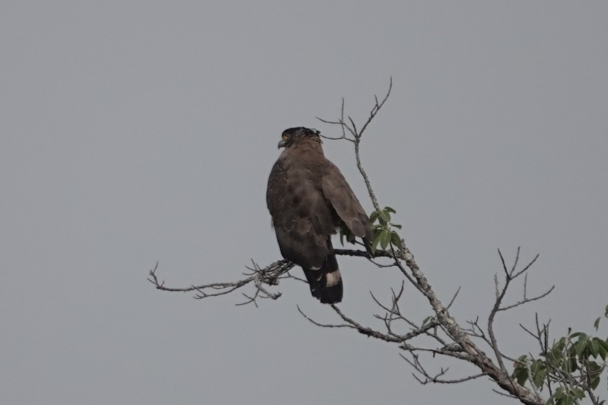 Хохлатый змееяд - ML645528634