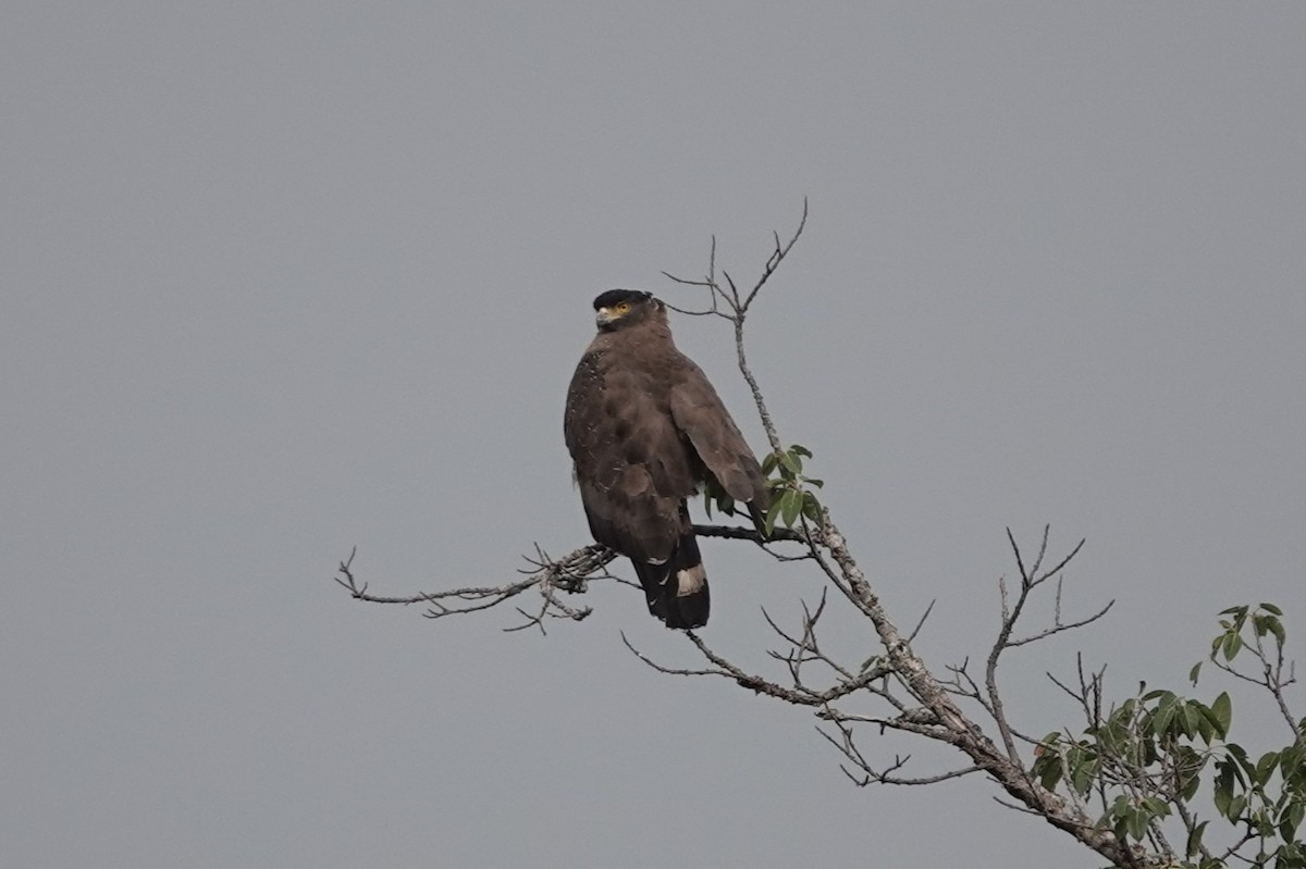 Хохлатый змееяд - ML645528635