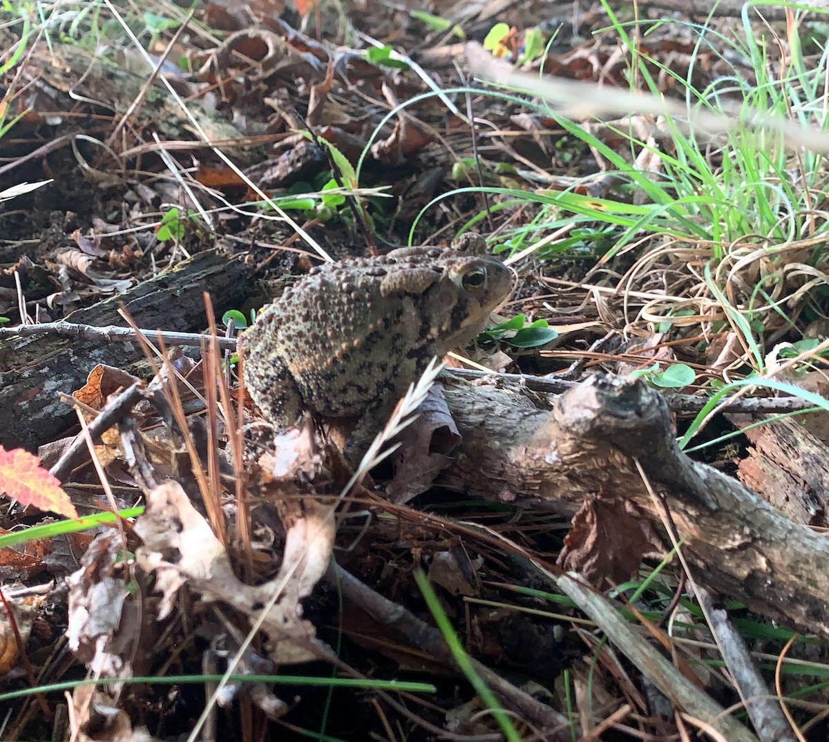 rospo americano - ML645528638