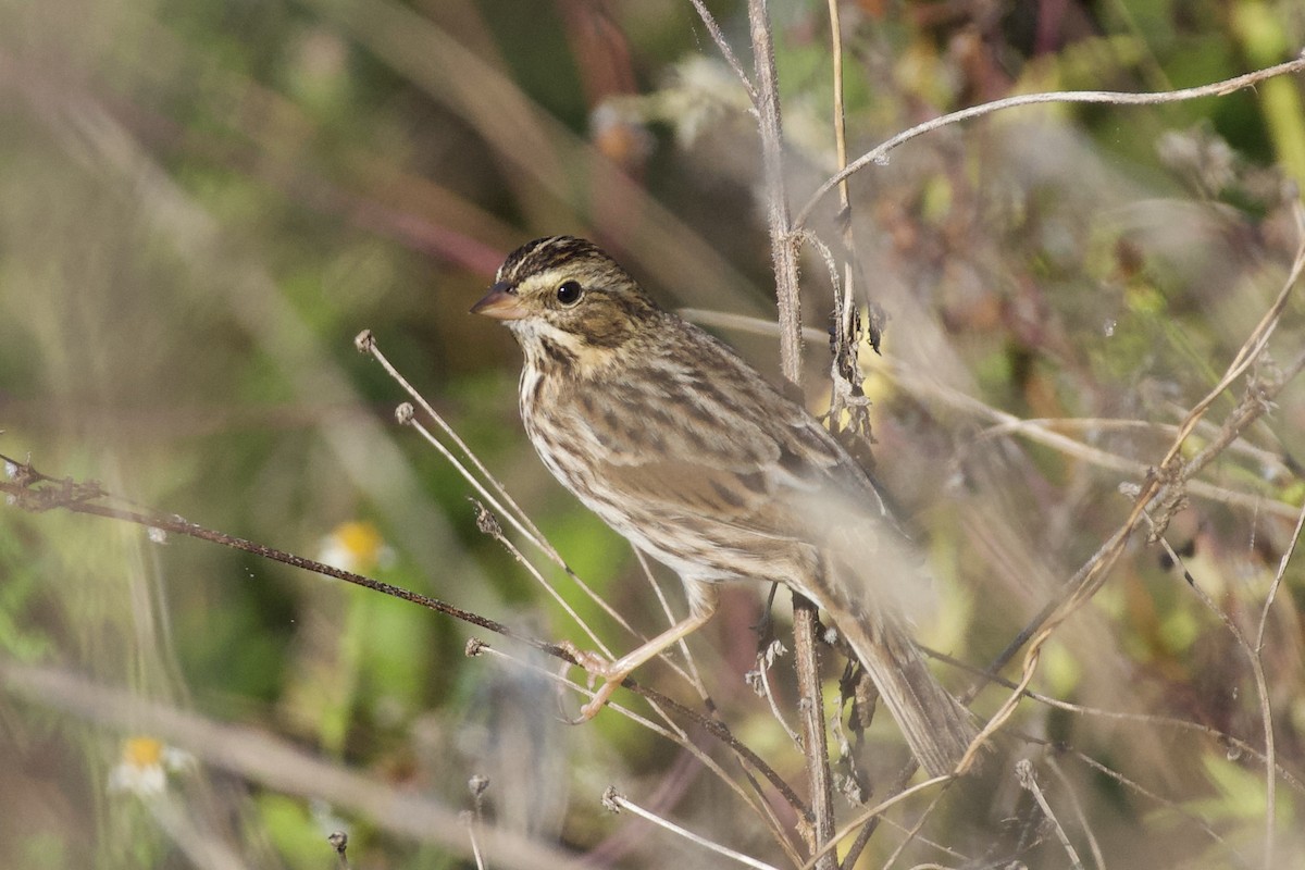 Savannah Sparrow - ML645528640
